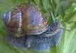 Escargot de Bourgogne