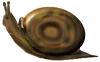 Escargot