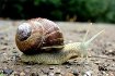 Escargot Gros Gris