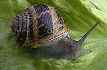 Escargot Petit Gris